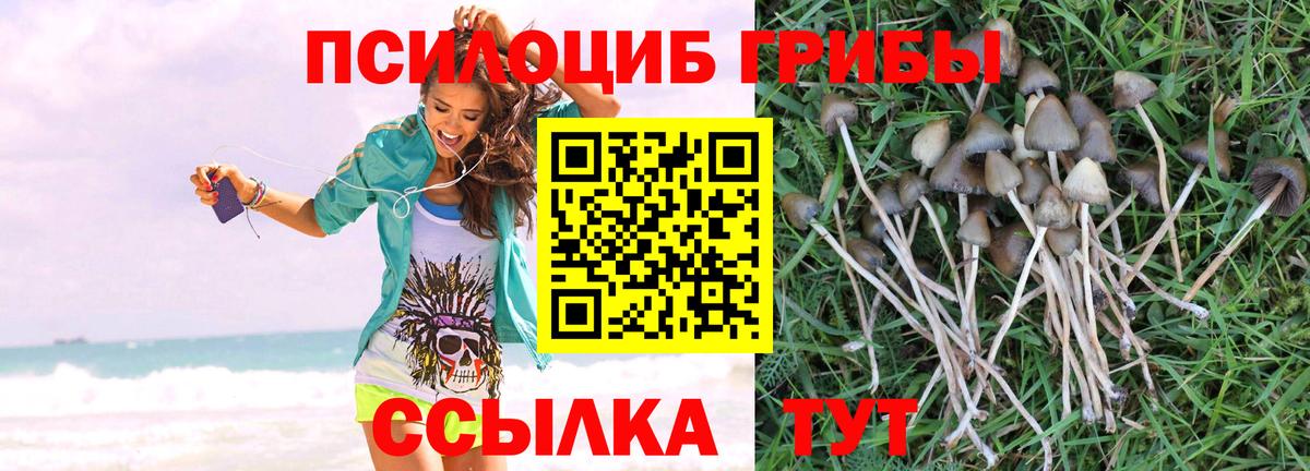 Галлюциногенные грибы Psilocybe  Вход с VPN  Приморско-Ахтарск 